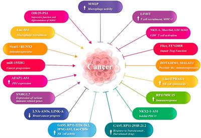 Long non-coding RNAs and JAK/STAT signaling pathway regulation in colorectal cancer development